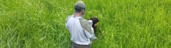 RV_20250709_qin_rice