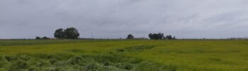 RV_20250709_rice_weed_horizontal