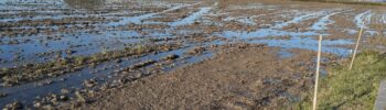 RV_20251119_field_edge