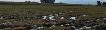RV_2051002_qin_field