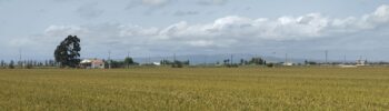 LL_20260826_field_rice_grown