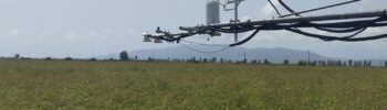 LL_20260826_sensors_rice_grown