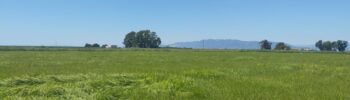 RV_20260703_field